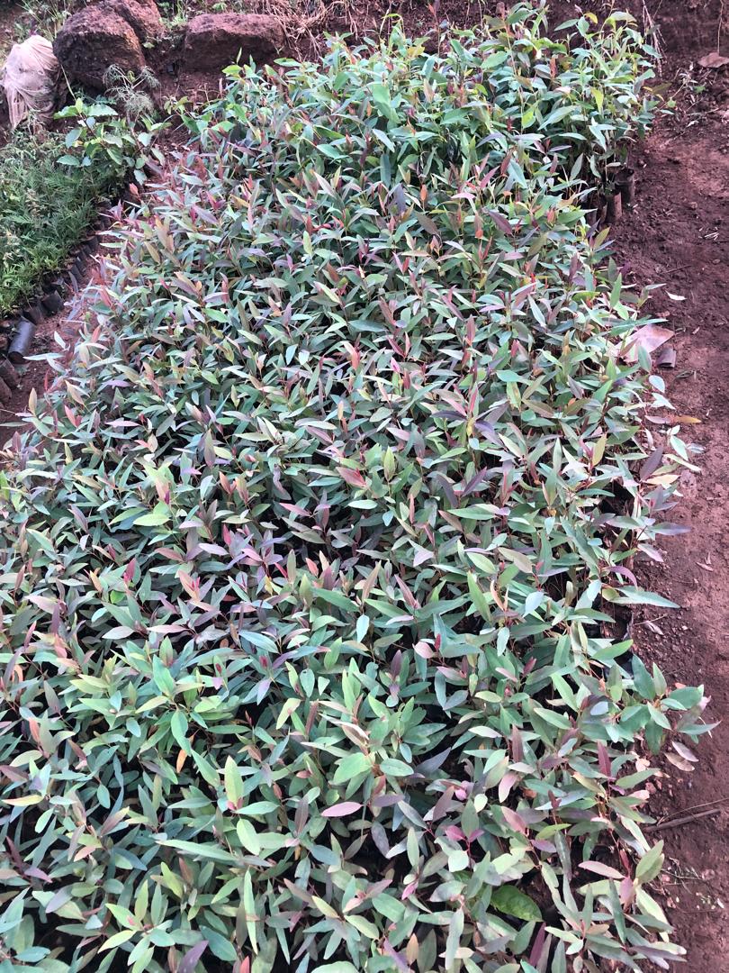Agri-Business